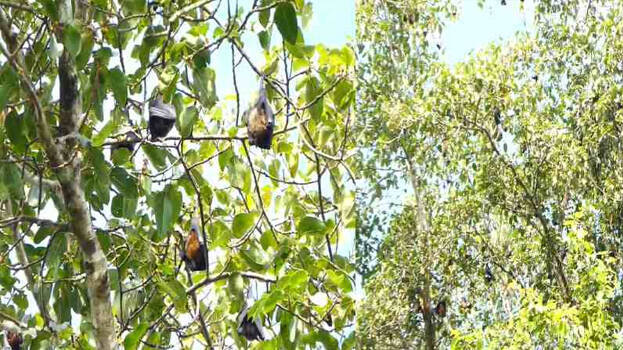  മലപ്പുറത്ത് വവ്വാലുകൾ കൂട്ടത്തോടെ ചത്ത നിലയിൽ
