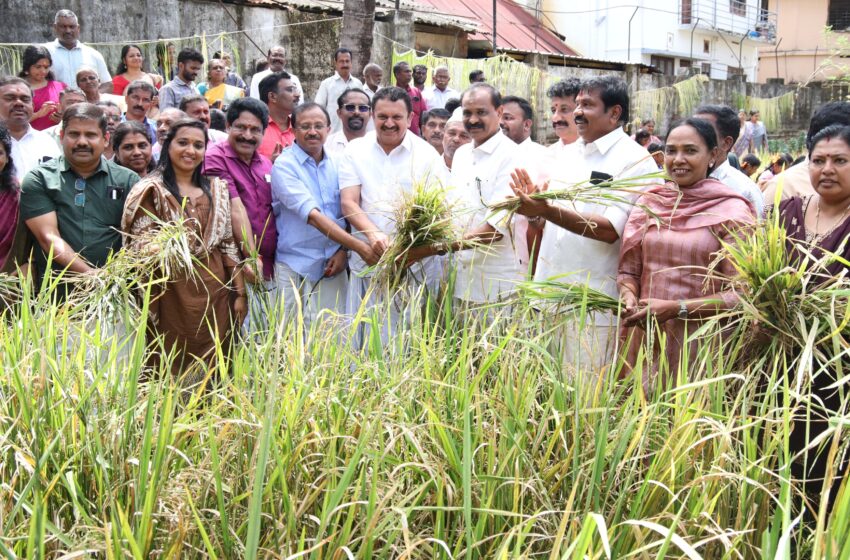  അനന്തപുരിക്ക് പുത്തരിപ്പെരുമ: പത്മനാഭസ്വാമി ക്ഷേത്രത്തിലേക്ക് ‘കൊയ്ത്തുത്സവ’ത്തോടെ നെൽക്കതിർ സമർപ്പണം