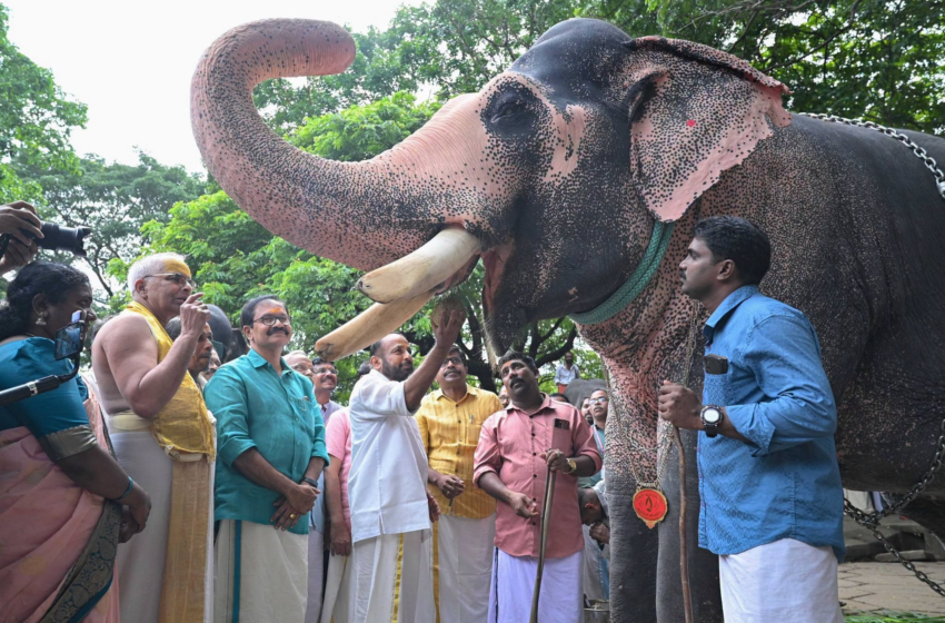  ഗുരുവായൂർ പുന്നത്തൂർ കോട്ടയിൽ ആനകളുടെ സുഖചികിത്സയ്ക്ക് തുടക്കമായി; ഔഷധക്കൂട്ടുമായി ഒരു മാസം നീളുന്ന പരിചരണം